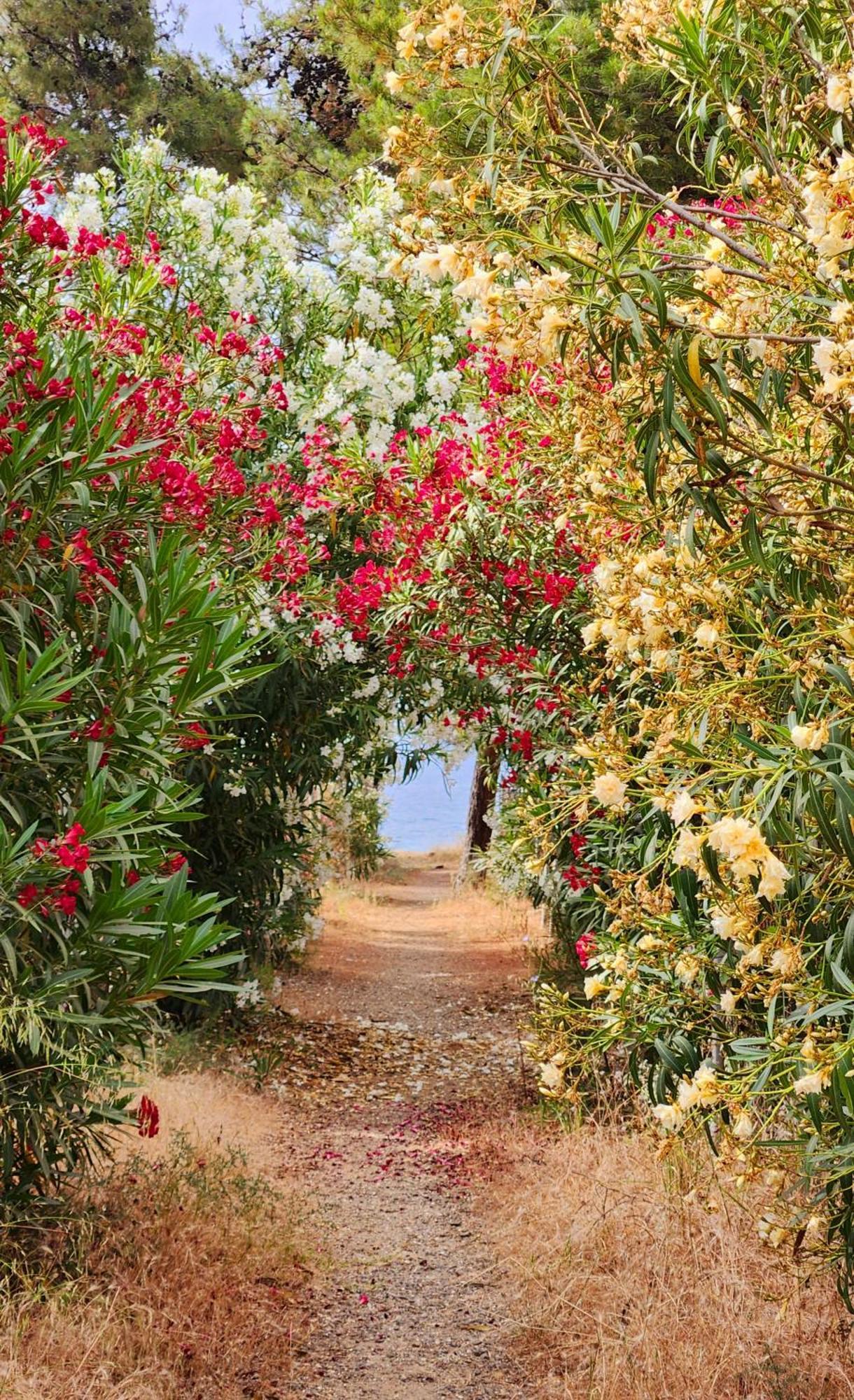 Pine Beach Holiday Home 2 Bedrooms 50 Meters To The Beach Kalyves Polygyrou Exteriér fotografie